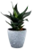Easy Plant ต้นลิ้นมังกรแคระ 1