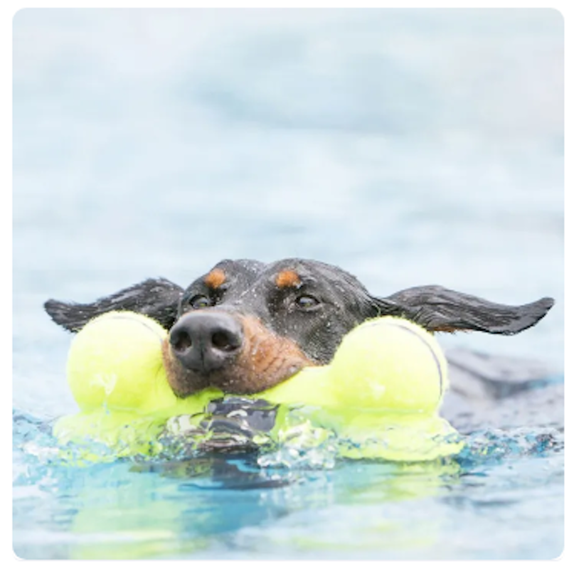 Airdog Squeaker Bone 2