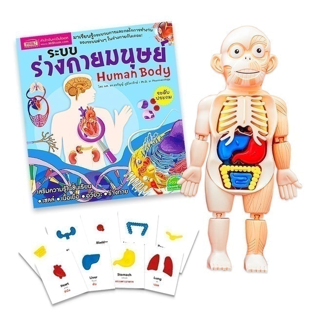 ของเล่นเชิงวิทยาศาสตร์ โมเดลจำลองร่างกายมนุษย์ 1