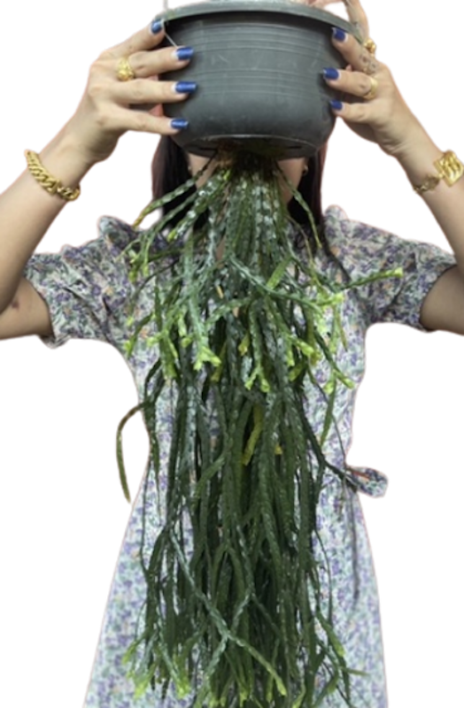 เฟินสาย เกล็ดหอย 1