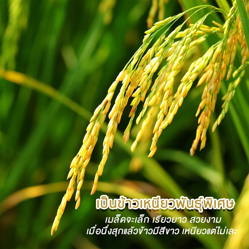 ข้าวเหนียวเขี้ยวงู 4