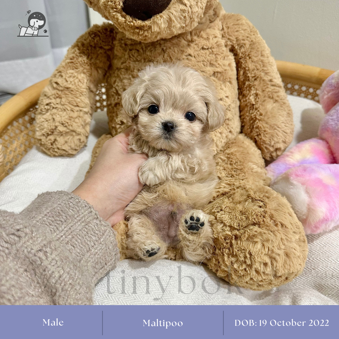 ฟาร์มสุนัข Tinybok Puppies Thailand 5