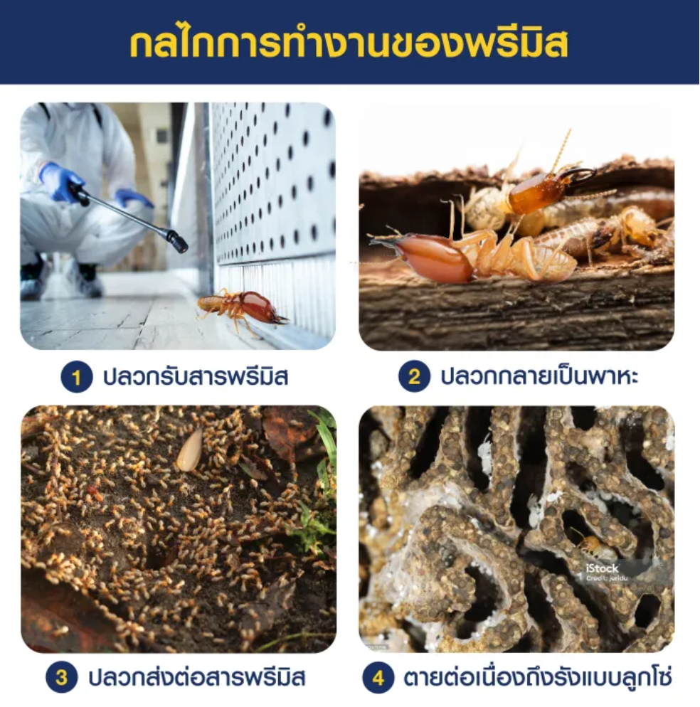 น้ำยากำจัดปลวก  2