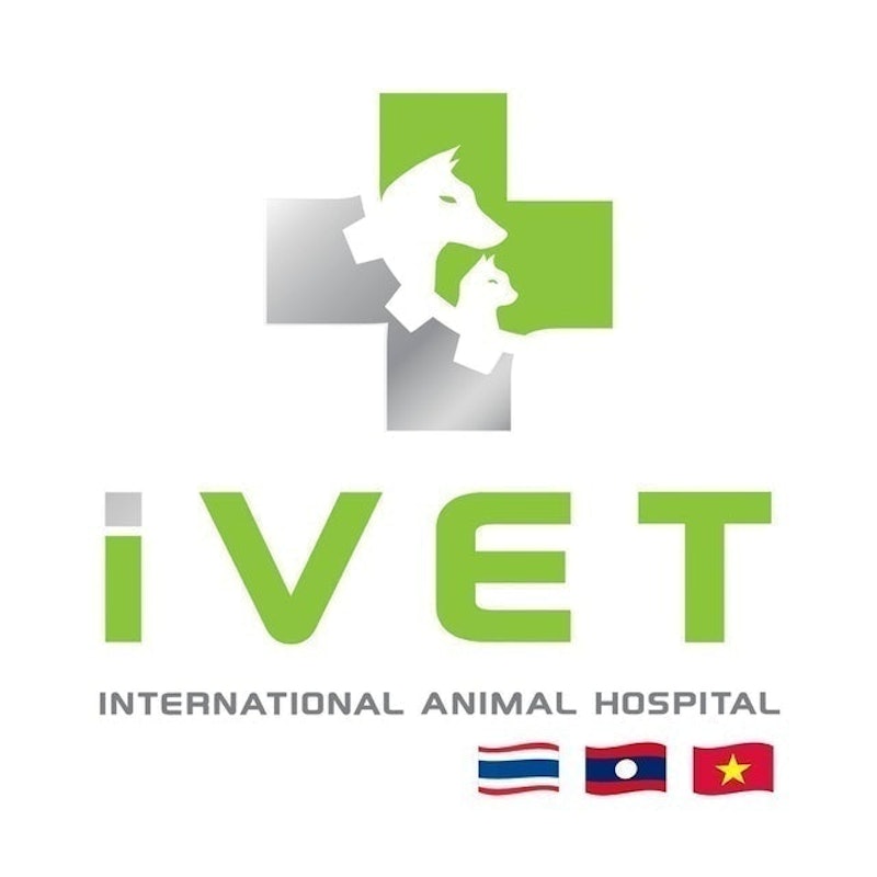 ตรวจสุขภาพแมว โรงพยาบาลสัตว์ไอเว็ท 1