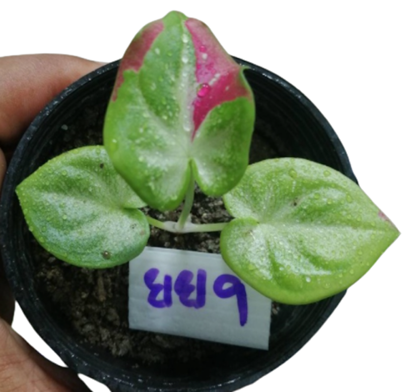 ต้นชายชล ต้นกล้า 1