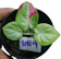 Kanogwan_Petmunee ต้นชายชล ต้นกล้า 1