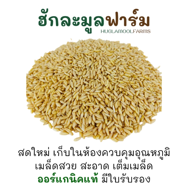 ข้าวโอ๊ต Organic Oat Groat 3