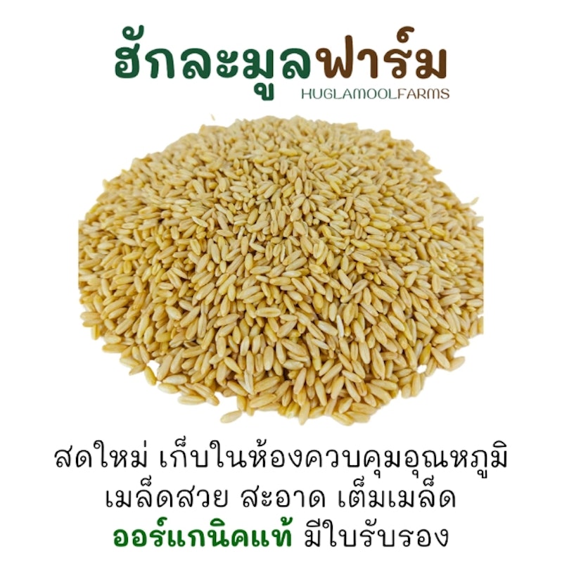 ข้าวโอ๊ต Organic Oat Groat 3