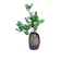 Treespecies476 ต้นส้มจี๊ดพร้อมติดผล 1