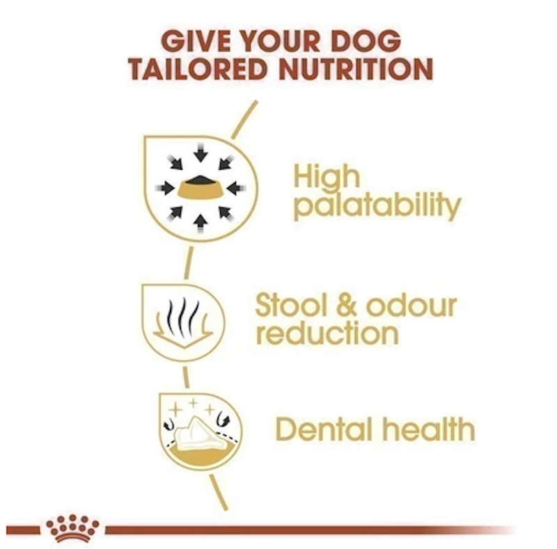 Chihuahua Adult 2