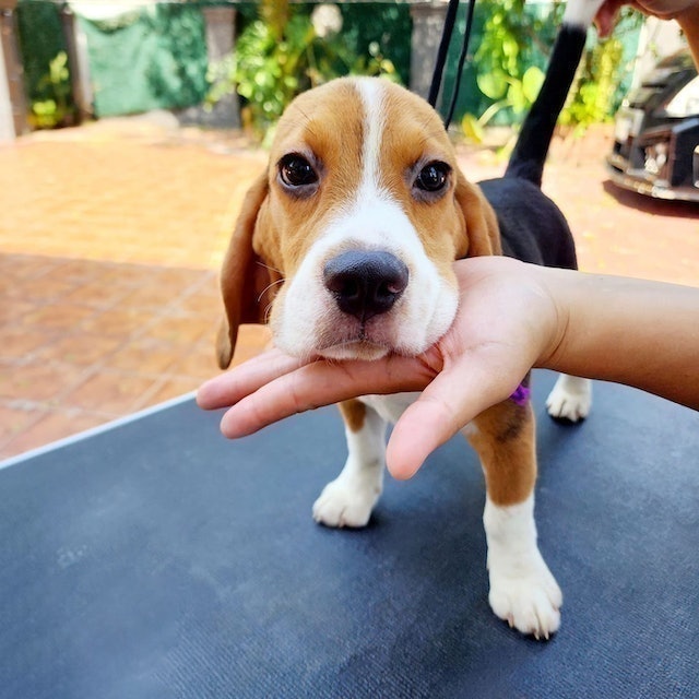 ฟาร์มสุนัข Tiger Beagle 2