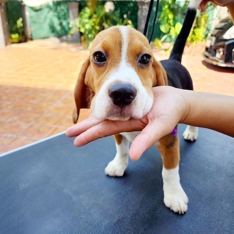 ฟาร์มสุนัข Tiger Beagle 2