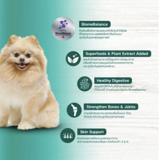 Adult Dog Small Breed 3
