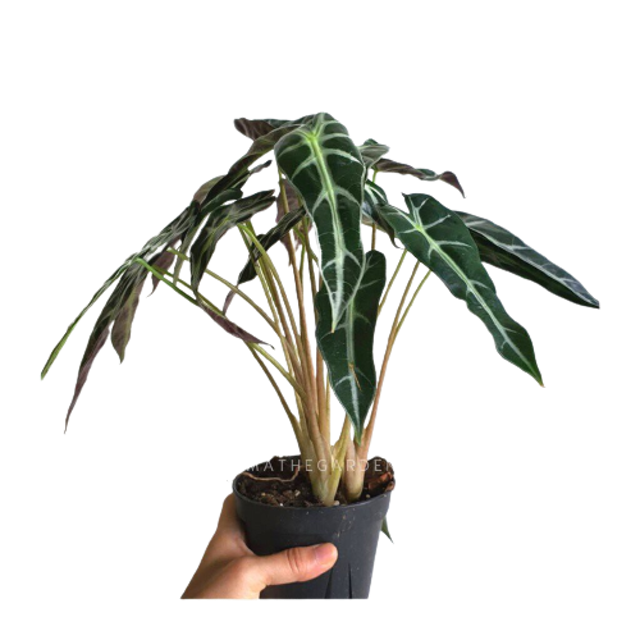 ต้นพญาจงอาง Alocasia Longiloba 2