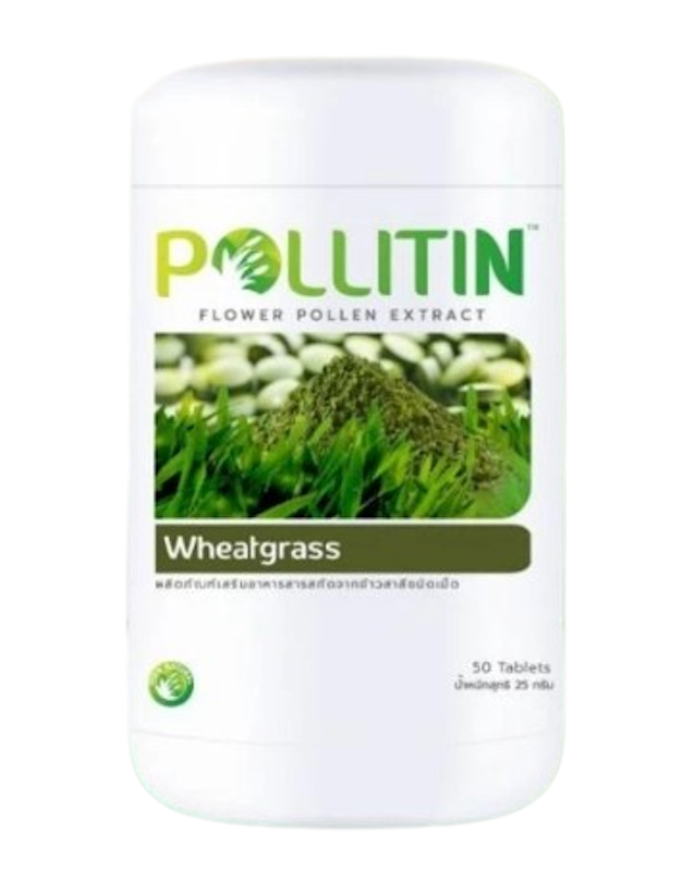 ต้นข้าวสาลีอ่อน Wheatgrass 1
