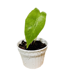 ต้นพญาจงอาง Alocasia Longiloba Tiger ขนาด XS