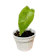 Puppao Plants ต้นพญาจงอาง Alocasia Longiloba Tiger ขนาด XS 1