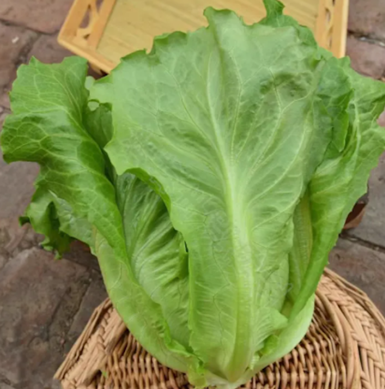 เมล็ดพันธุ์ ผักกาดหอม 3