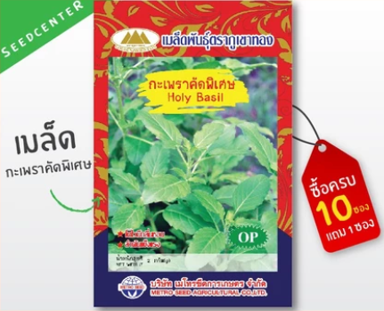 เมล็ดพันธุ์ผัก กะเพรา 2