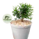 Bonsai Banmai บอนไซแก้วแคระ 1