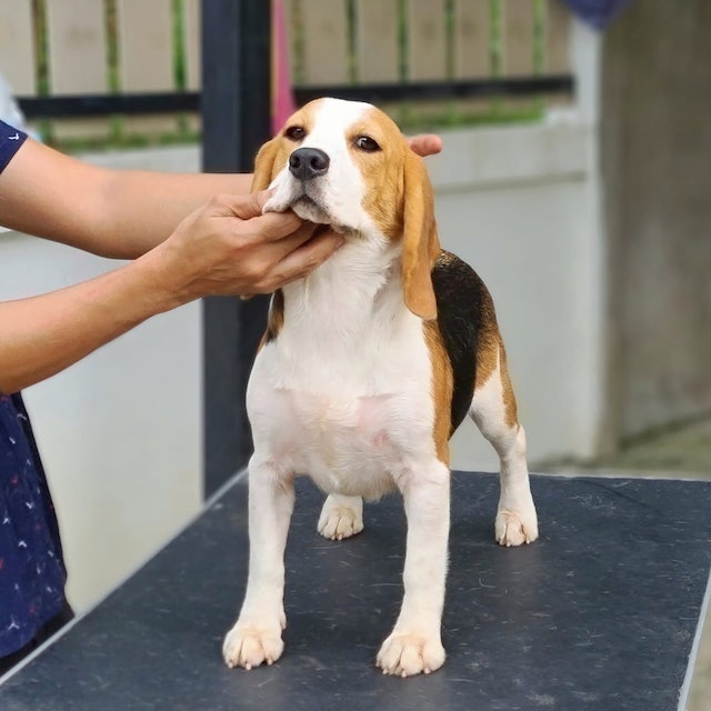 ฟาร์มสุนัข Tiger Beagle 3