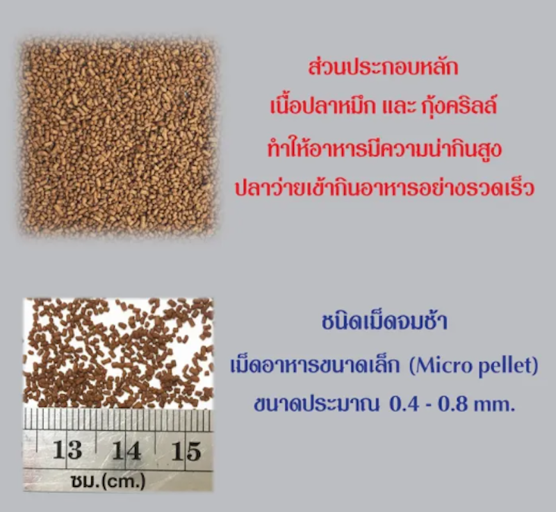 อาหารปลาหางนกยูง Guppy 3