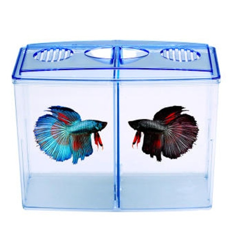 โหลปลา โหลปลากัด Incubation + Rearing 1