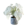 CN Shop99 ร้านต้นไม้ ออนไลน์ บอนสี Heart Shape 1
