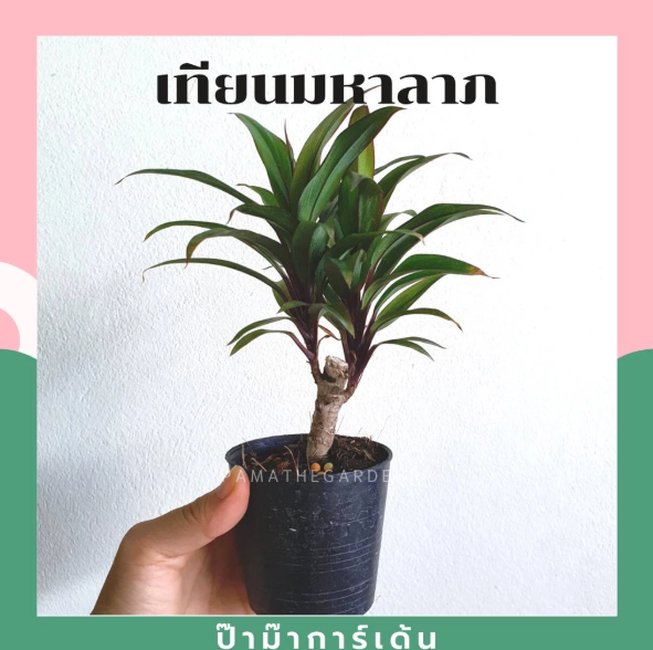 ต้นเทียนมหาลาภ 2