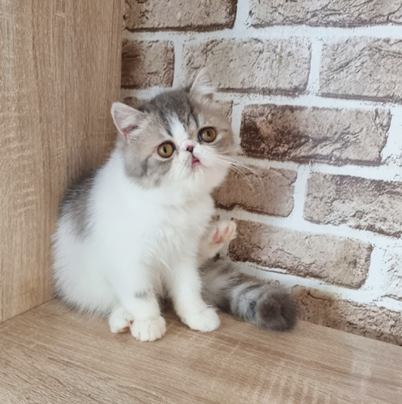 ฟาร์มแมว Emperorz Cattery 1