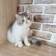 Emperorz Cattery ฟาร์มแมว Emperorz Cattery 1