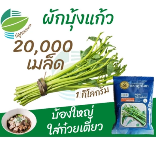 เมล็ดพันธุ์ผัก ผักบุ้งแก้ว 3