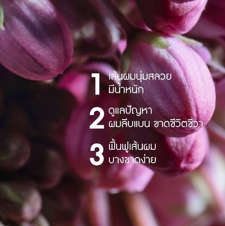 Volume Shampoo แชมพูเพิ่มวอลลุ่ม 2
