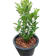 T.World Plant ต้นส้มจี๊ด ต้นไม้มงคล 1