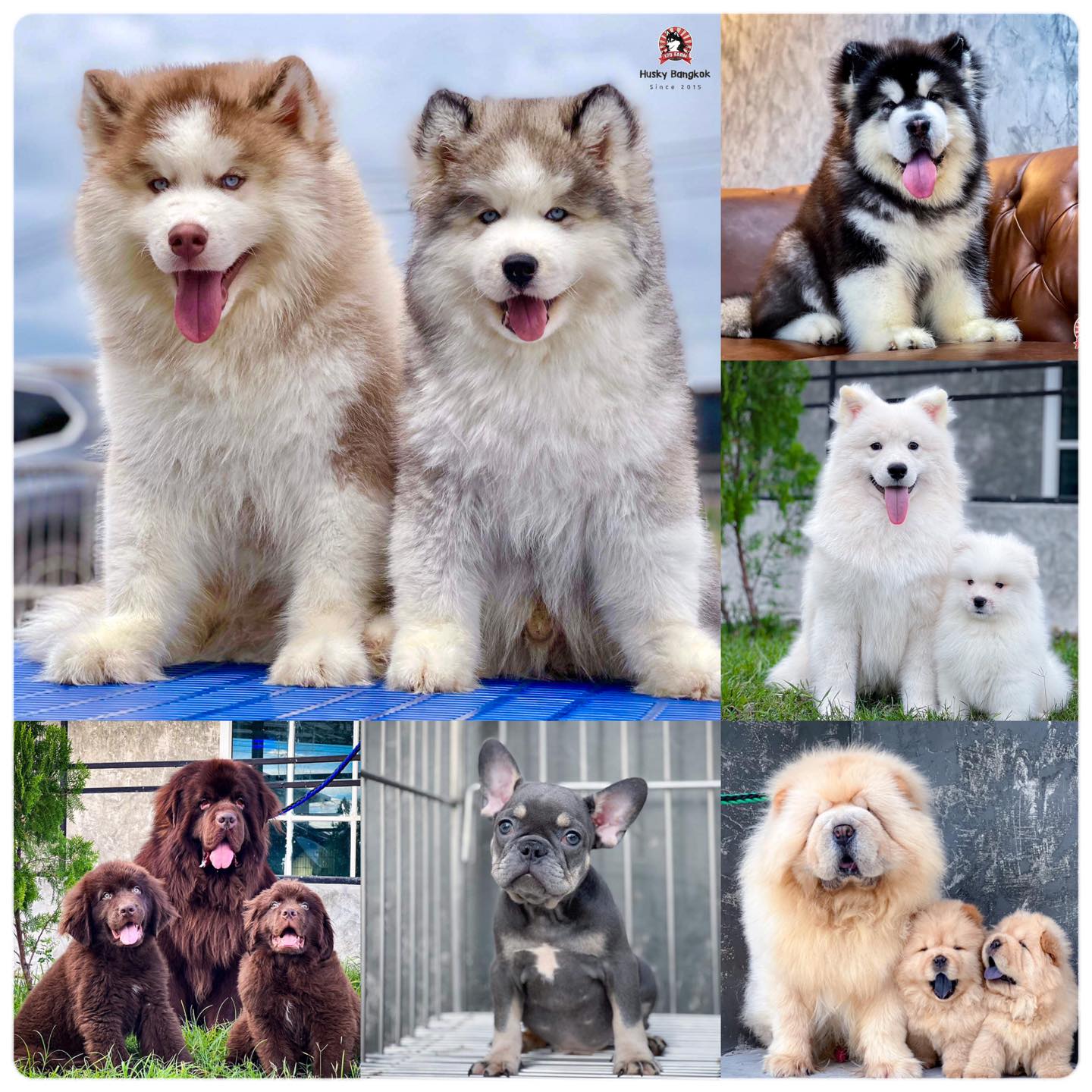 ฟาร์มสุนัข 178Farm Husky Bangkok 3