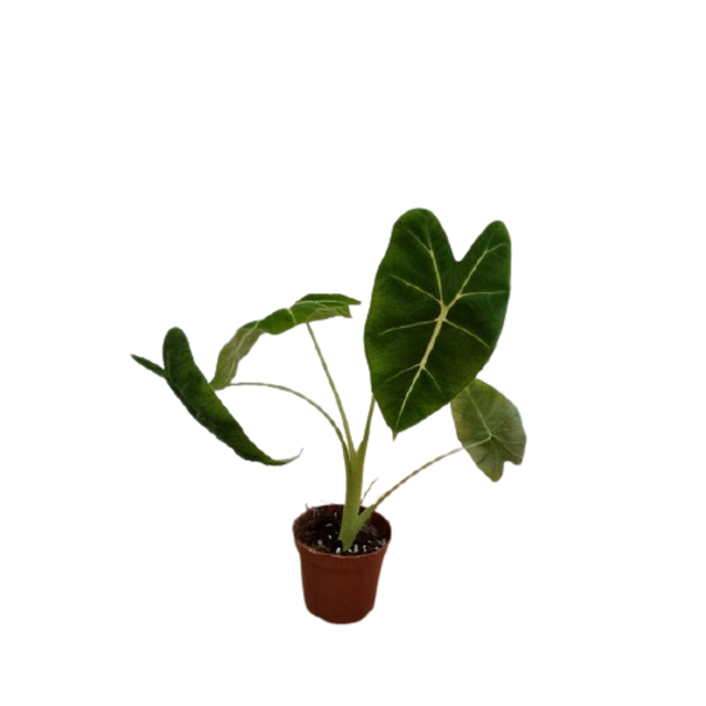 ต้นพญาจงอาง Alocasia Frydek 1