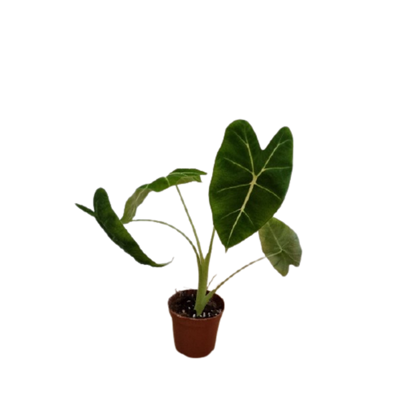 ต้นพญาจงอาง Alocasia Frydek 1