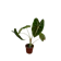 PRAI RUMPHA ต้นพญาจงอาง Alocasia Frydek 1