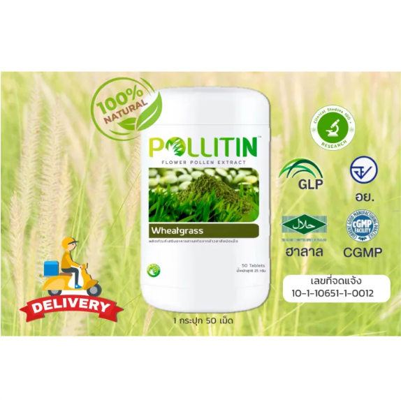 ต้นข้าว​สาลีอ่อน Wheatgrass 2