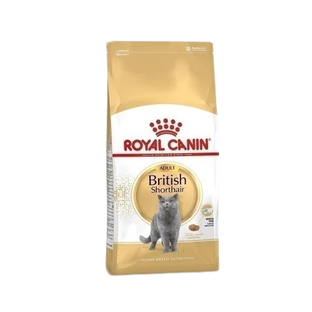 British Shorthair Adult 1