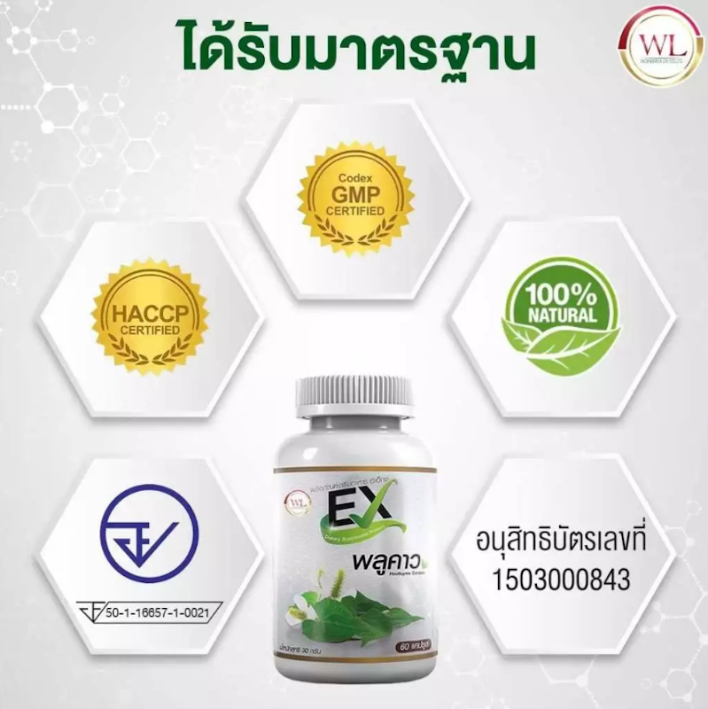 พลูคาว 2
