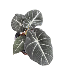 ต้นพญาจงอาง Alocasia Black Velvet