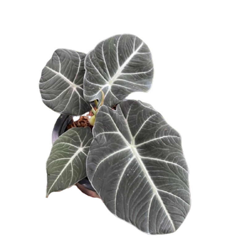 ต้นพญาจงอาง Alocasia Black Velvet 1