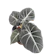 ป๊าม๊าการ์เด้น ต้นพญาจงอาง Alocasia Black Velvet 1