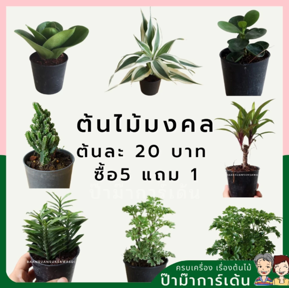 ต้นเทียนมหาลาภ 3