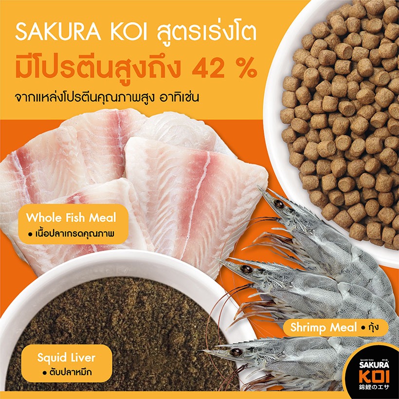 อาหารปลาคาร์ฟ สูตรเร่งโต  3