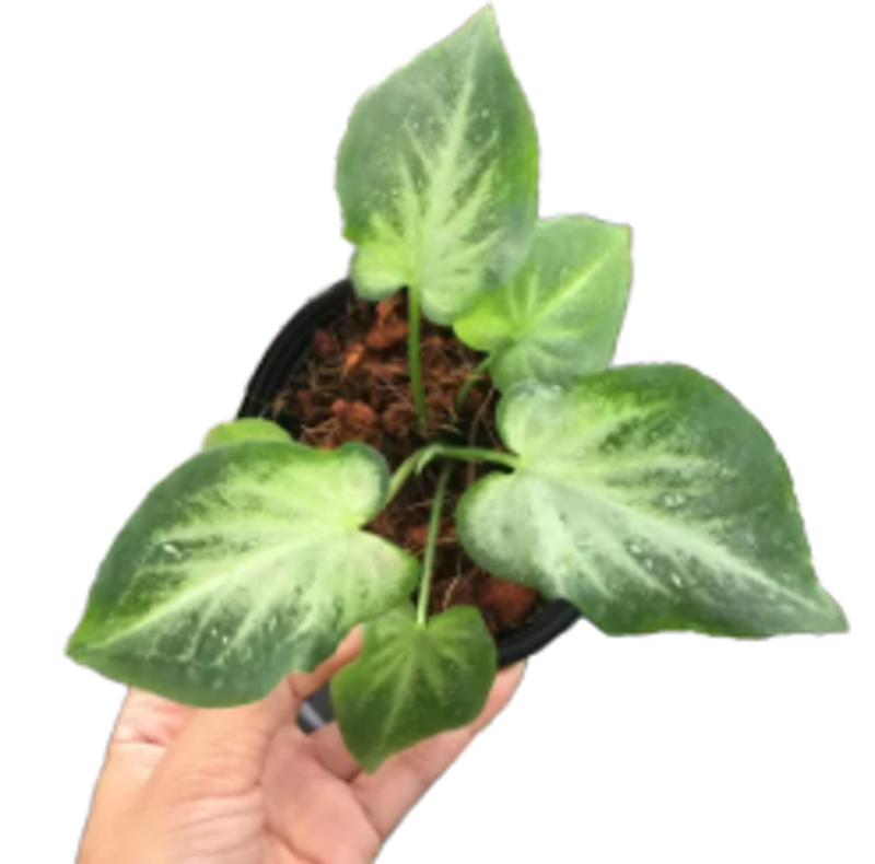 ต้นชายชลนำเข้า กระถาง 4 นิ้ว 1