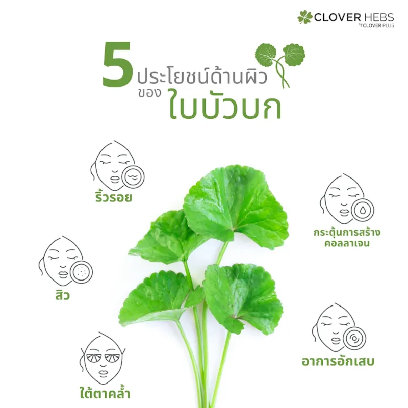 ใบบัวบัก พลัส 3