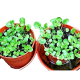 10 อันดับ ผักวอเตอร์เครส ปี 2026 สลัดน้ำสำหรับสายสุขภาพ มีทั้งสีเขียว สีแดง และฮาวาย 3