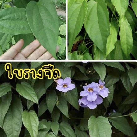 ชารางจืด 2
